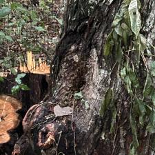 Tree-Removal-with-Bee-Hive-in-Stevensville-MD 0